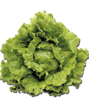 Lechuga, Unidad