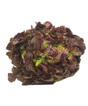 Lechuga Hoja De Roble, Und