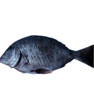 Sargo Del Cantabrico +900 Gramos, Kilo