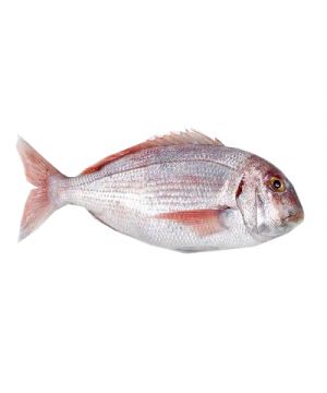 Pargo-Machote +600 Grs/Pza.,Kg.