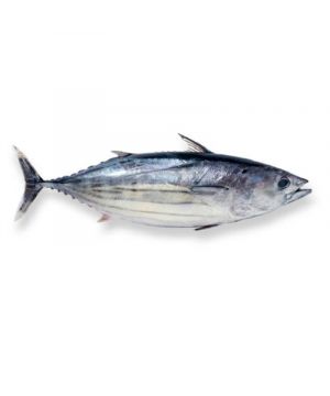Bonito Del Norte Entero 4-8 Kg/Pza,Kg.