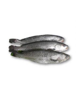 Corvina Fresca 800-1500 Grs./Pza,Kilo