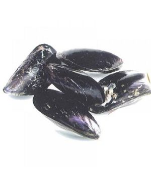 Mejillon Gigante 25/30 Extra, Kg.