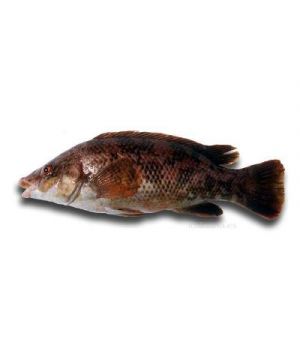 Maragota Fresca De Lonja, Kilo.