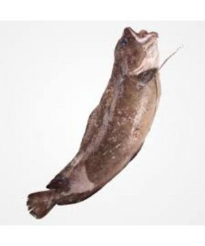 Locha Fresca De 500 A 1500 Grs/Pieza, Kilo