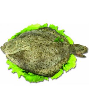 Rodaballo Extra De 1 A 2,5 Kg/pza, Kilo